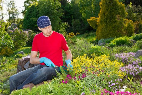 Overgrown hedge being carefully cut back in Staines