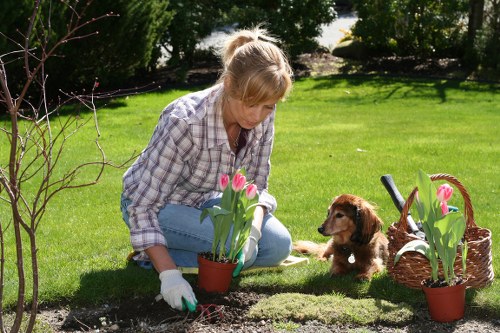 Professional arborist assessing tree health and structure